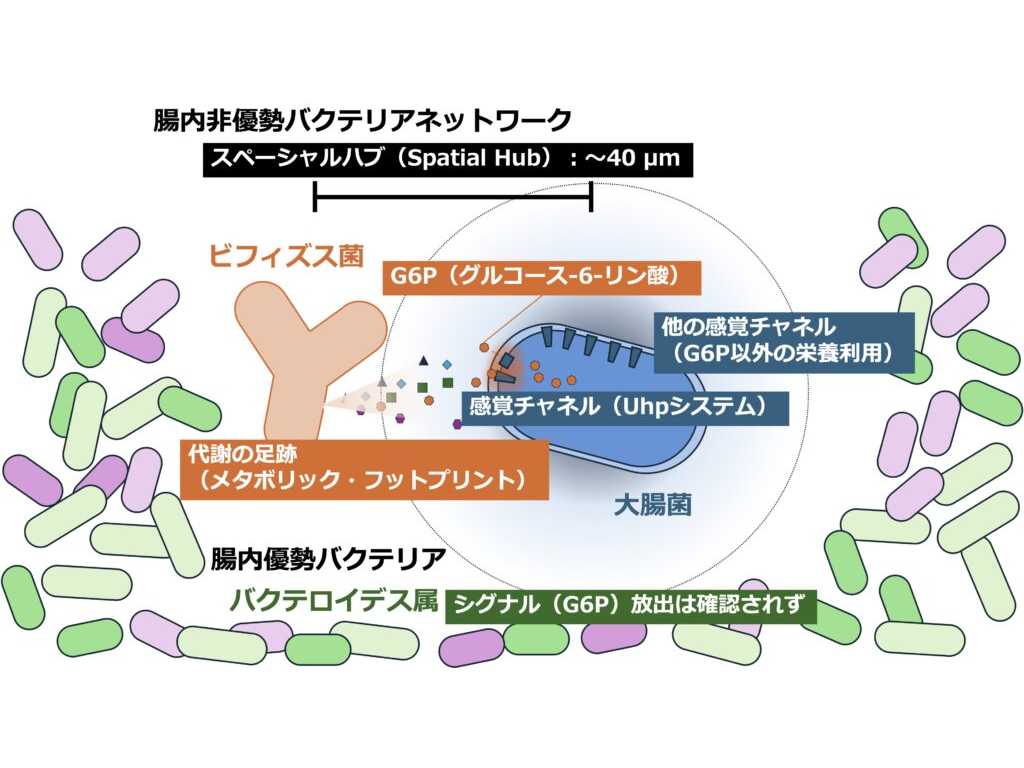 法政大学