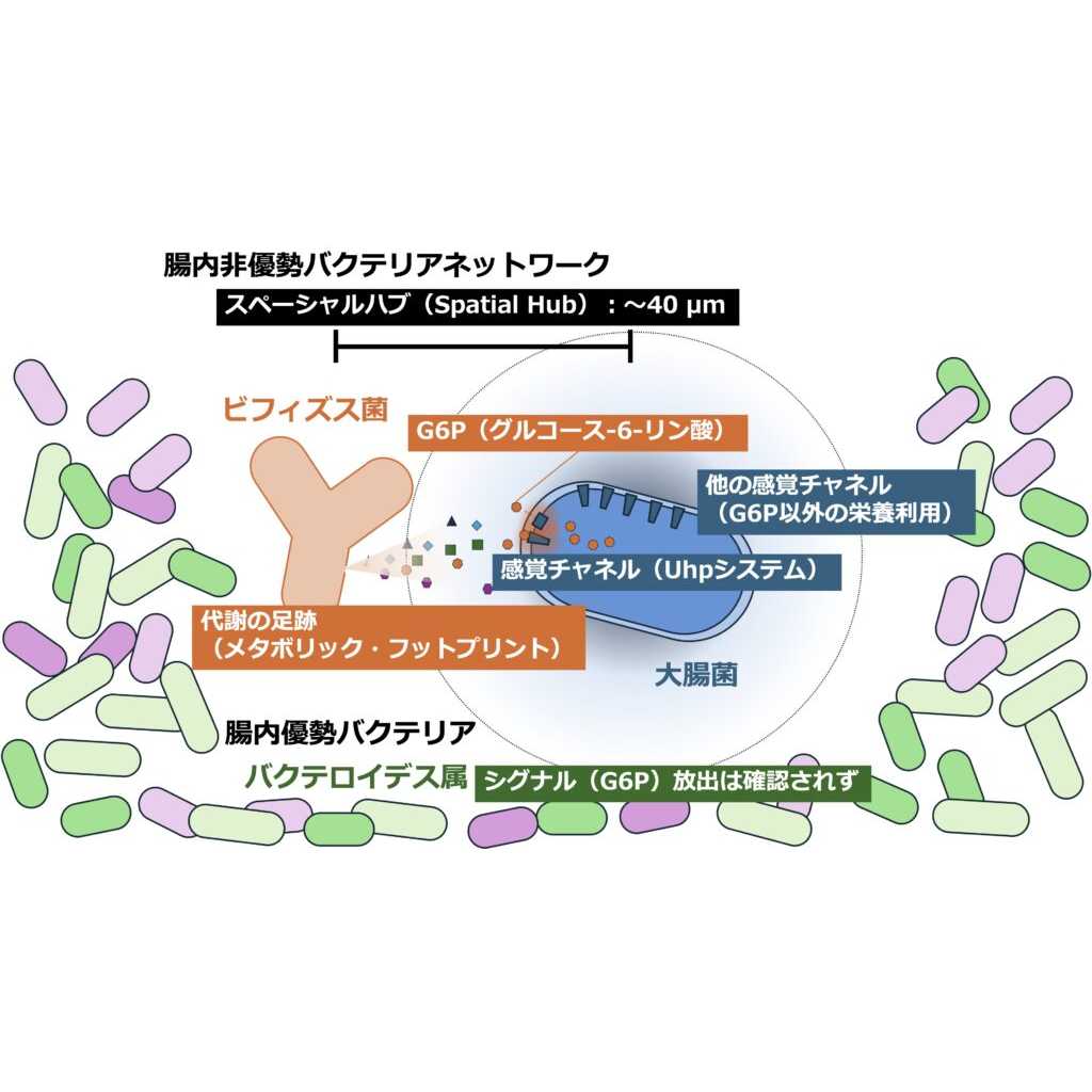 法政大学