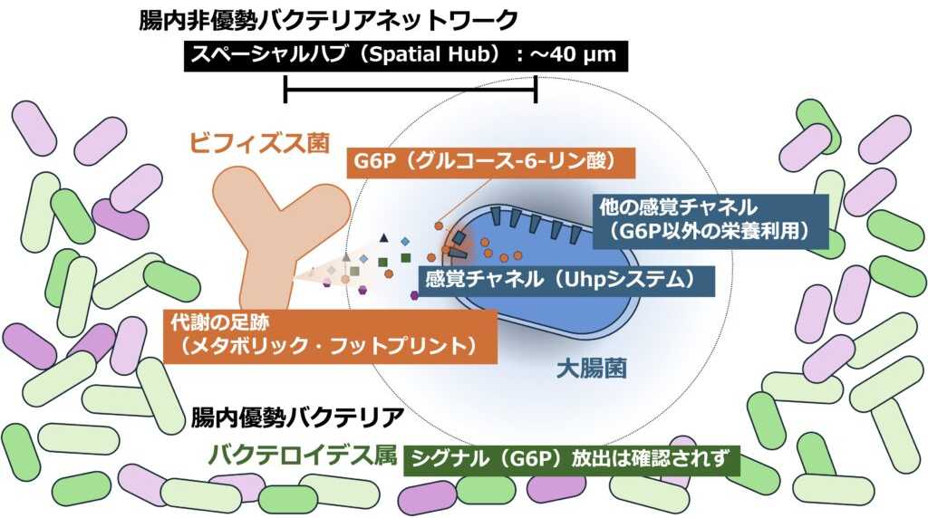 法政大学