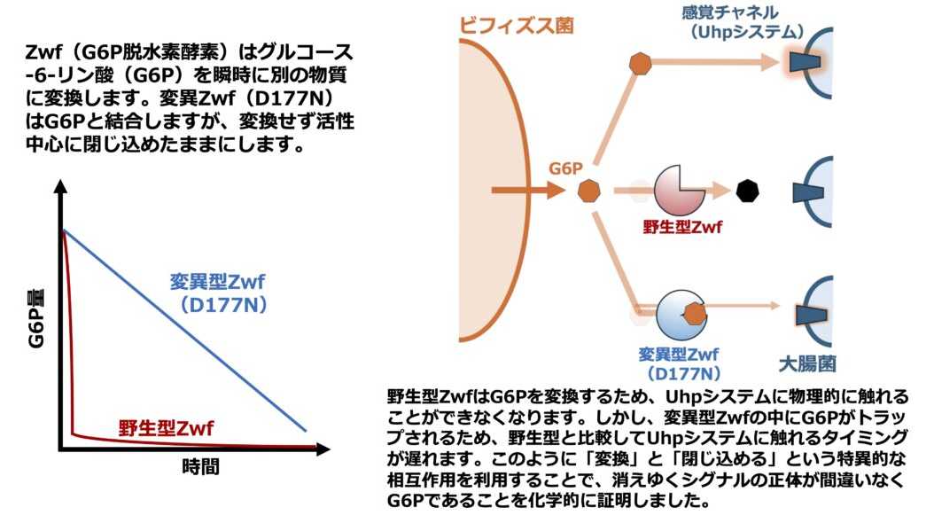 法政大学