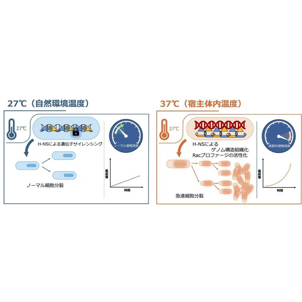 法政大学