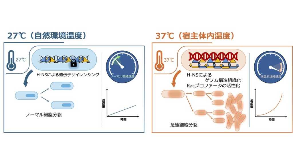 法政大学