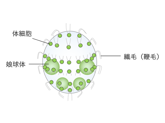 法政大学