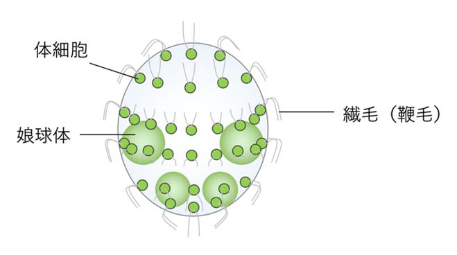 法政大学