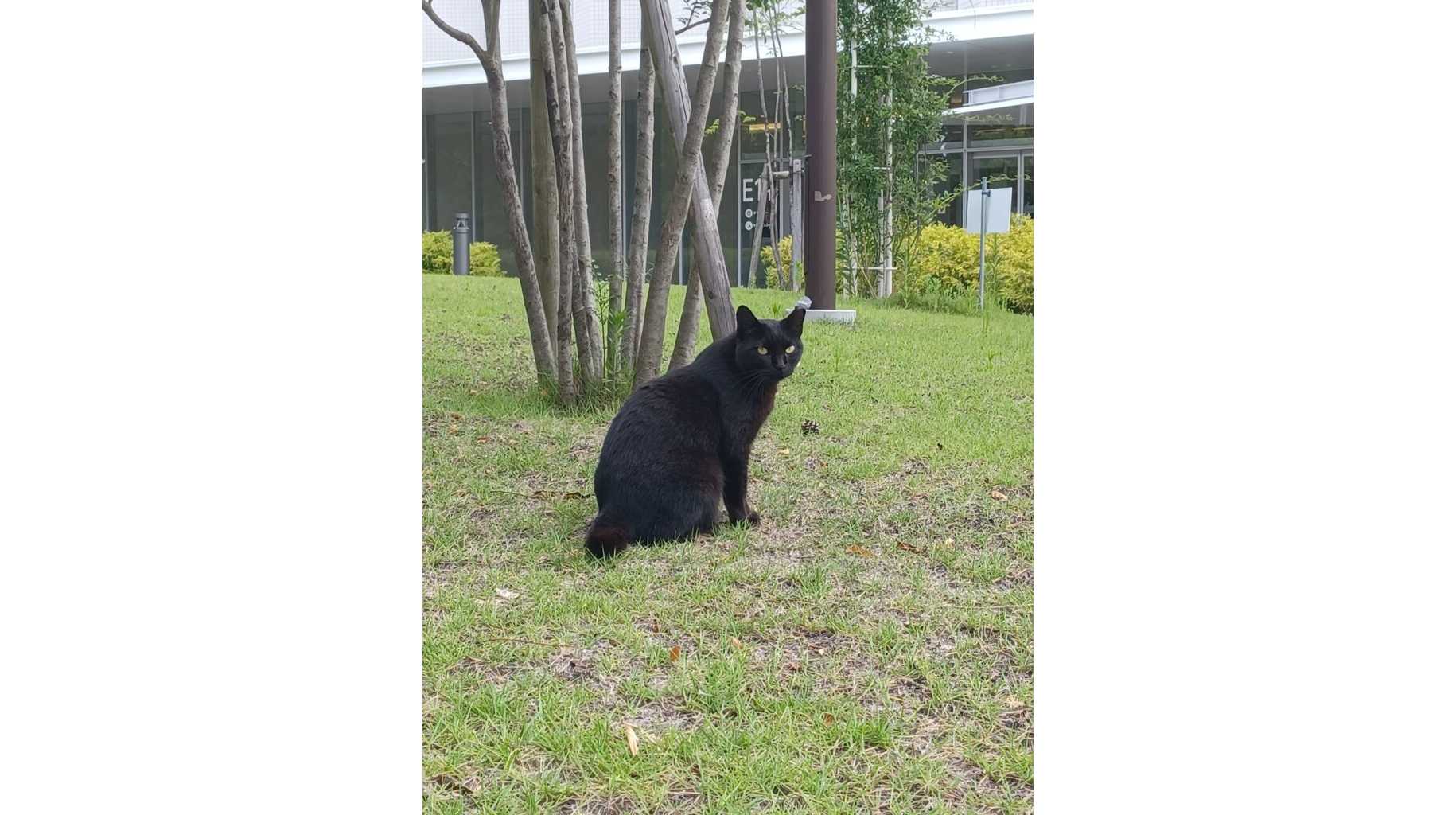 金城学院大学