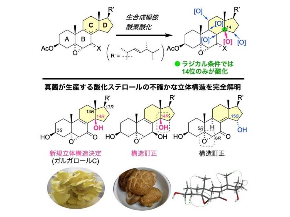 大阪工業大学
