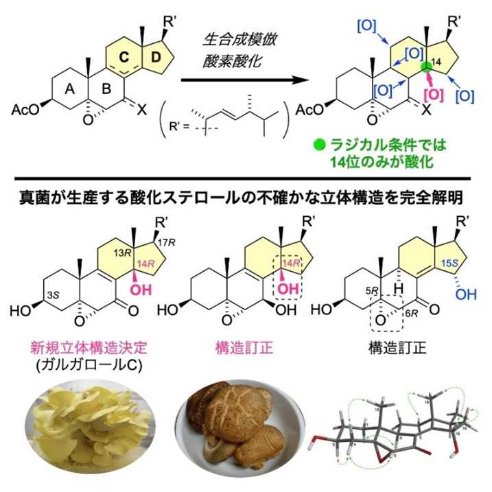 大阪工業大学