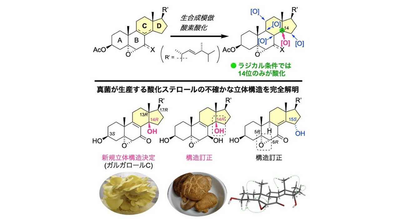 大阪工業大学