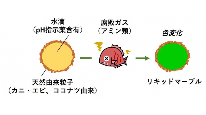 Developing drops to indicate spoilage in meat and fish by color using natural ingredients derived from crab, shrimp and coconut – Osaka Institute of Technology |  Osaka Institute of Technology