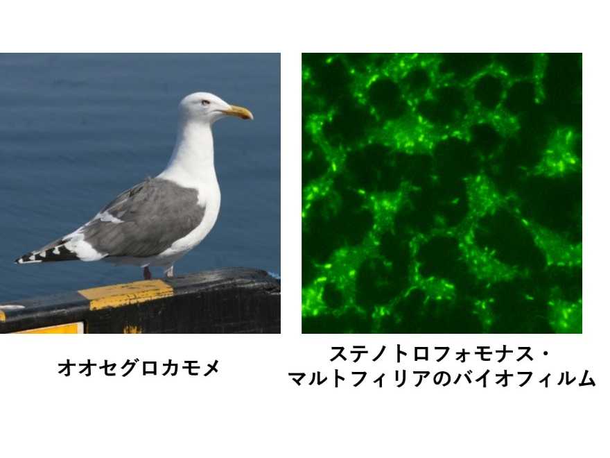 摂南大学