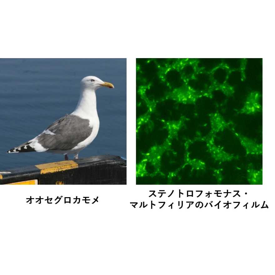 摂南大学