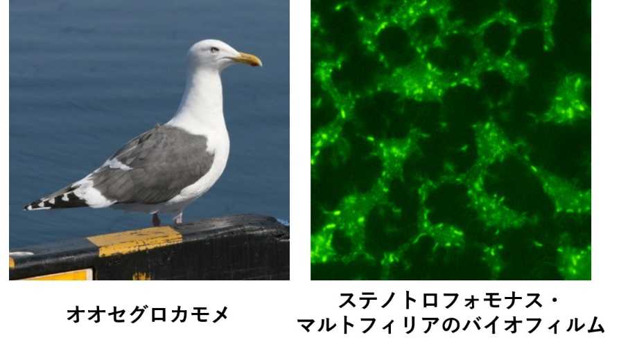摂南大学