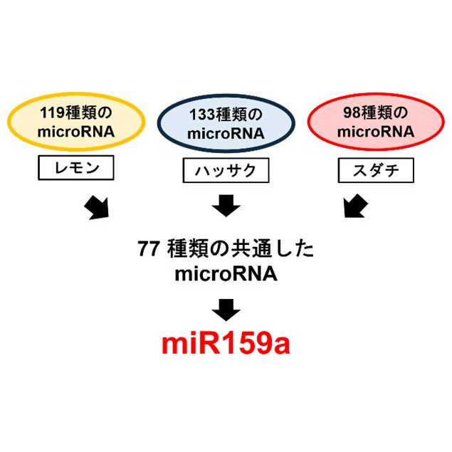 広島国際大学