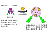 芝浦工業大学