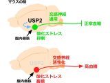 酪農学園大学