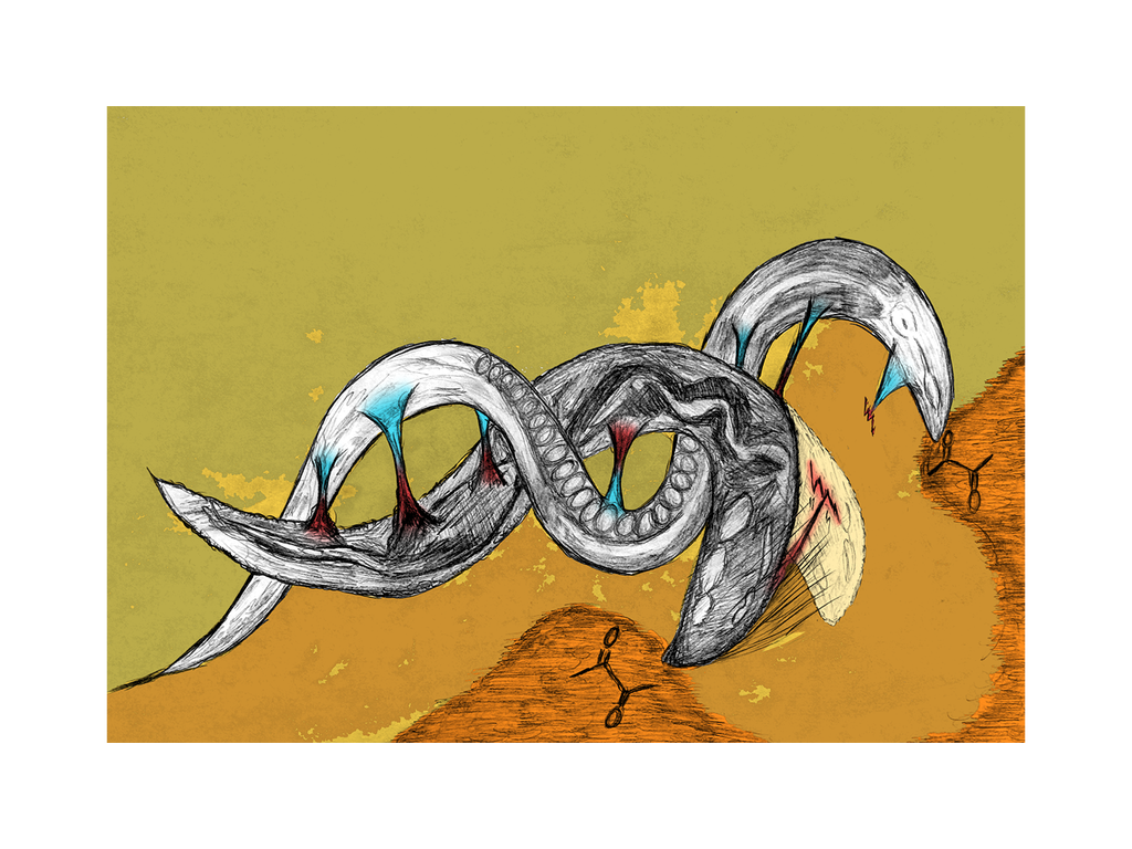 【名古屋大学】遺伝子からの老化指令～線虫の行動はプログラムにより積極的に老化する？～