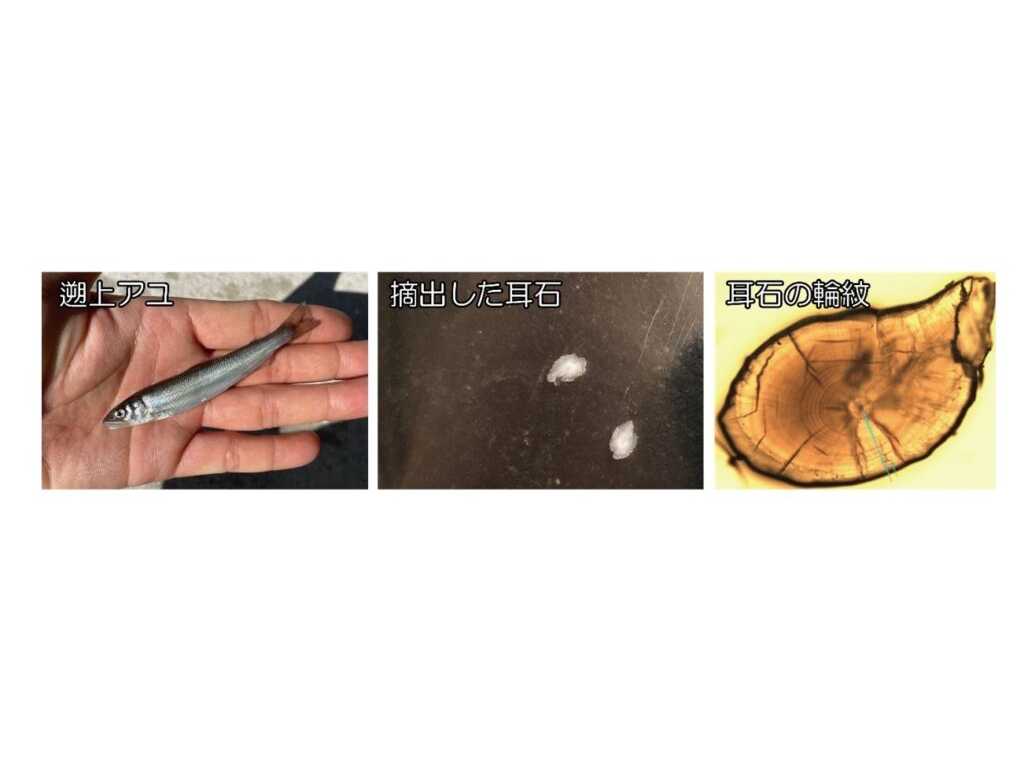 公立大学法人 長野大学