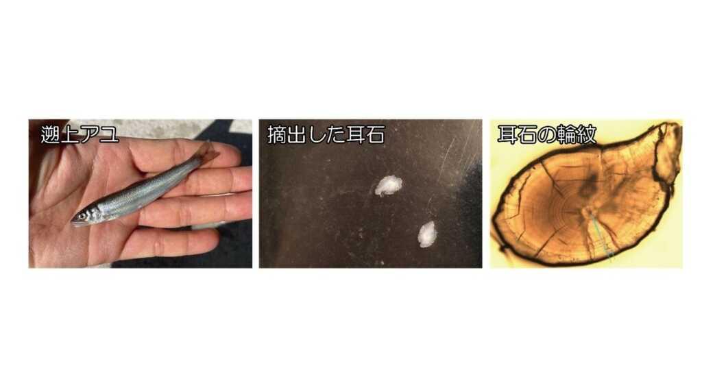 公立大学法人 長野大学